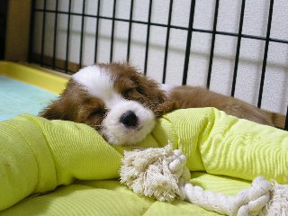 リリーすやすや