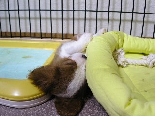 ベットを掛け布団にして寝るリリー