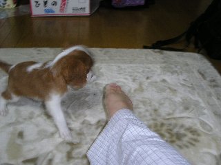 はじめてのゲージの外