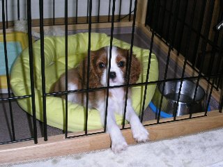 外に出たいな