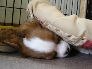 おやすみ中