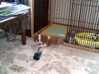 カメラで綱引き
