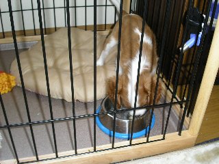 お食事中