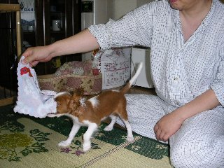 お風呂のあとはお気に入りのタオルでお遊び