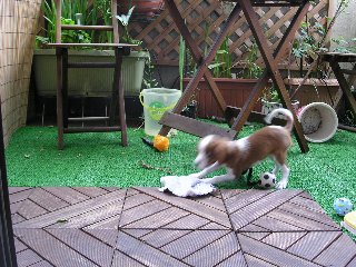 ベランダを走り回るリリー