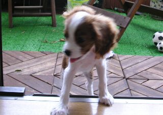 ベランダを走り回るリリー