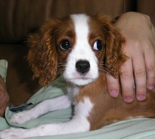 パパのお腹の上に乗ったところを捕まって