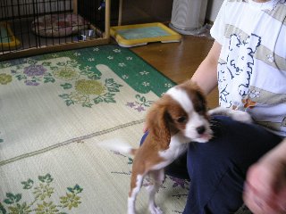 立ち止まっている姿はきれいに写るけれど、