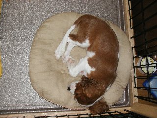 寝姿が可愛い