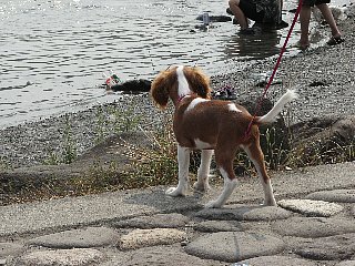 初めての川の流れにみとれるリリー