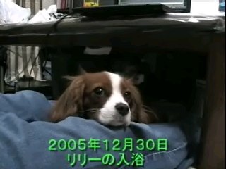 キャバリア・リリー 入浴ビデオ