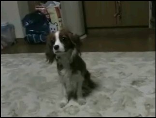 キャバリア・リリー ボールのキャッチビデオ