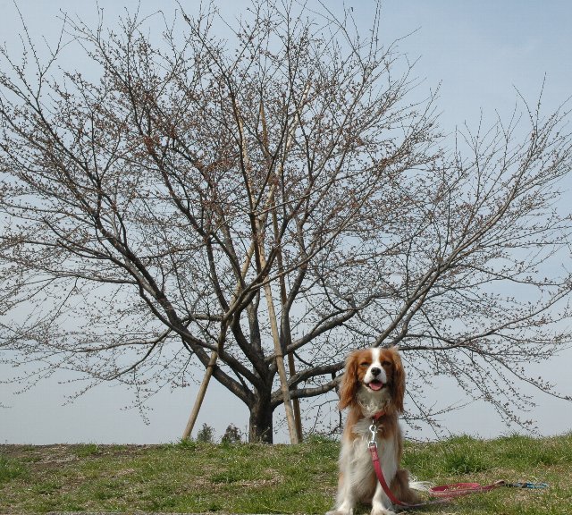 キャバリア・リリー　桜の前でポーズ