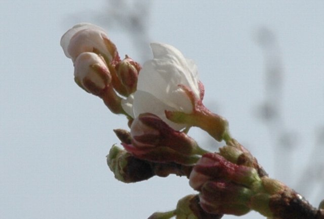 キャバリア・リリー　3月26日桜の花