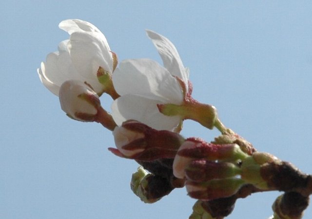 キャバリア・リリー　3月27日桜の花