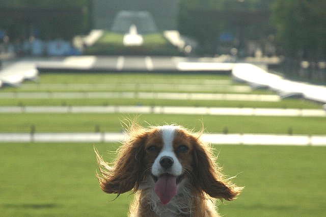 キャバリアリリー　昭和記念公園で